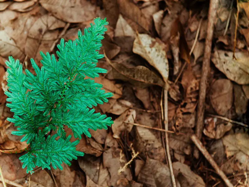 Peacock Fern