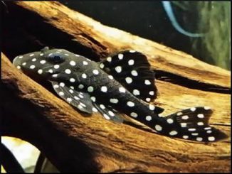 snowball pleco