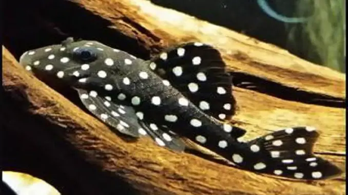 snowball pleco