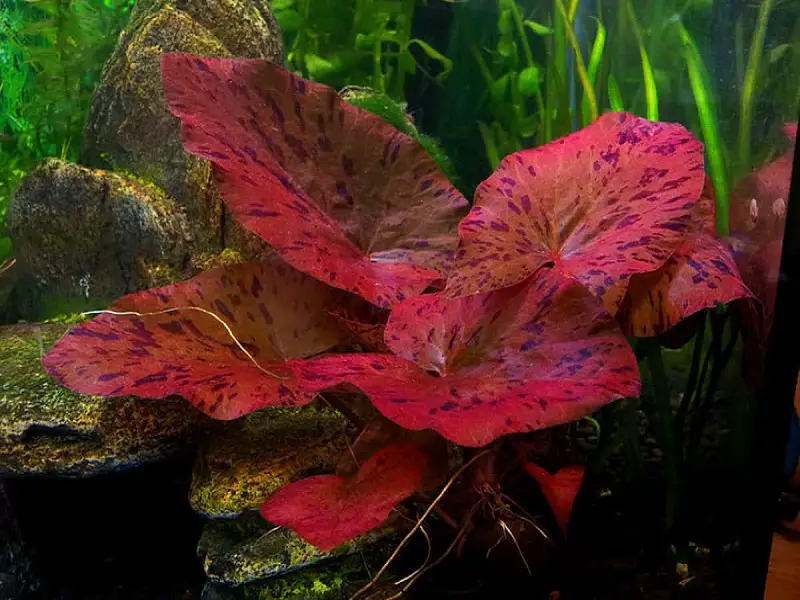 Red tiger lotus growing near side of tank