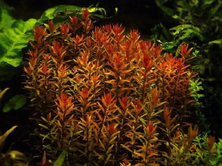 The Best Red Aquarium Plants for Your Aquarium Fishkeeping World