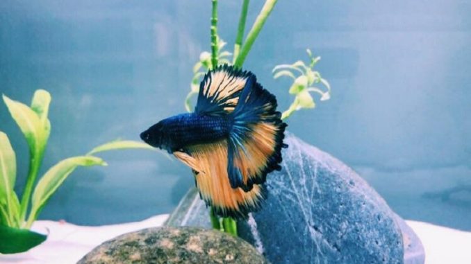 paradise betta