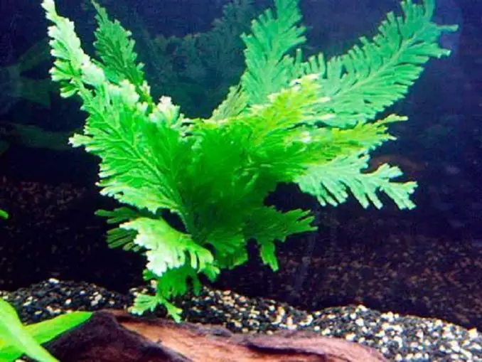 The Ultimate Peacock Fern Care Guide Fishkeeping World