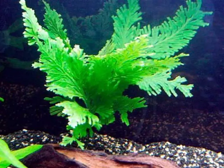 The Ultimate Peacock Fern Care Guide Fishkeeping World