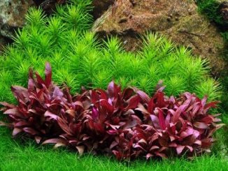 red aquarium plants