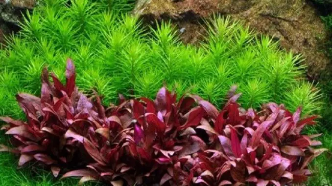 red aquarium plants