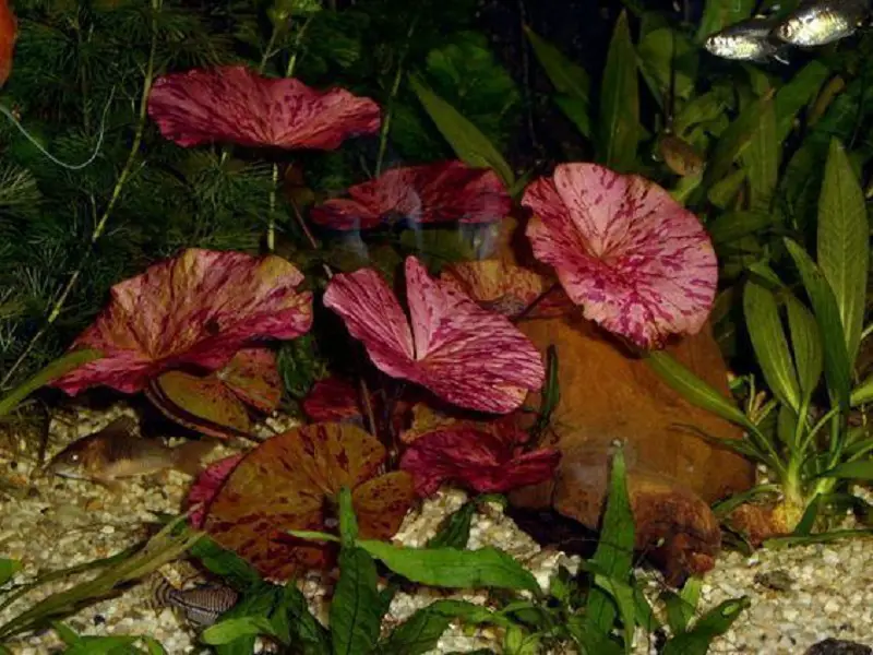 Tiger lotus growing in a planted aquarium