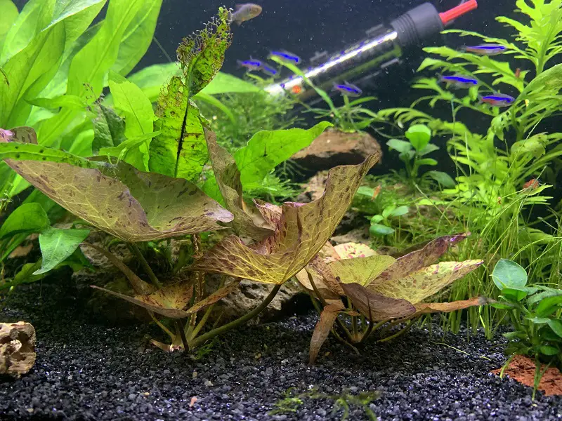 Tiger lotus growing in gravel substrate