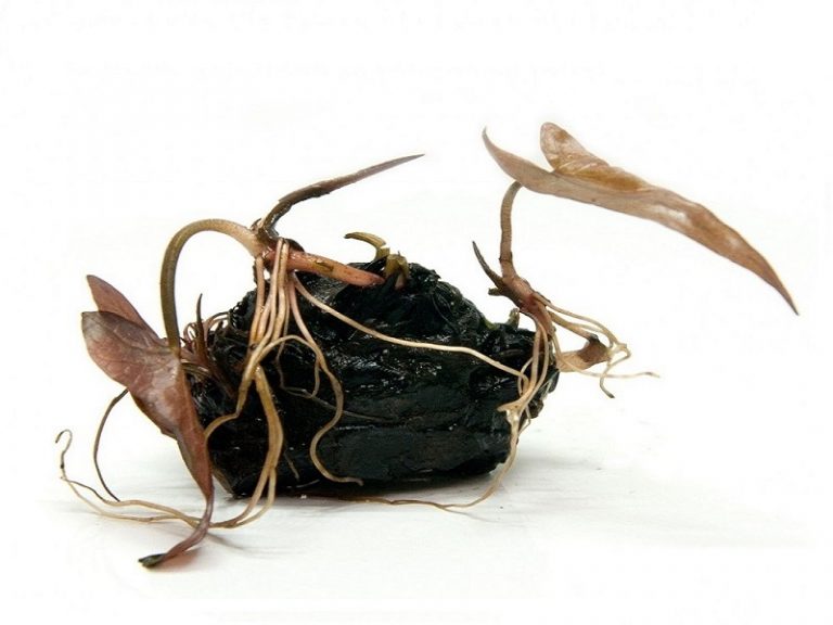 Tiger Lotus Growing Guide & Aquarium Profile Fishkeeping World