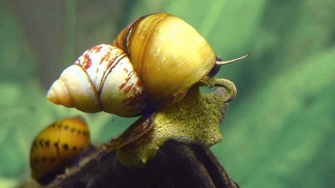 japanese trapdoor snail