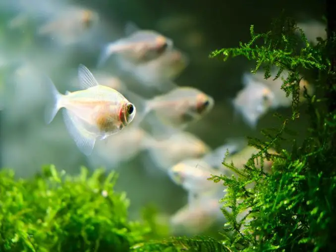The Complete White Skirt Tetra Care Guide | Fishkeeping World