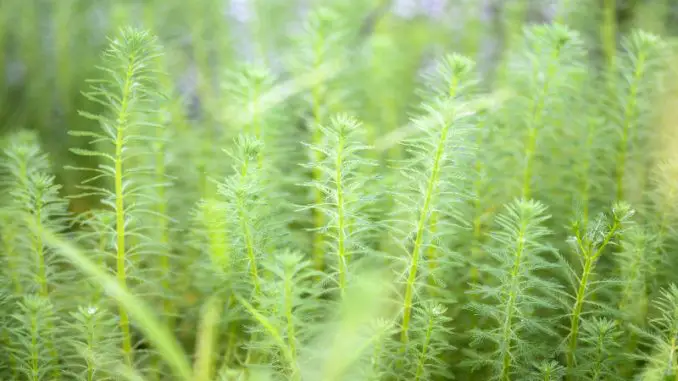 mermaid weed