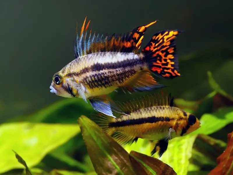 Cockatoo Cichlid Care