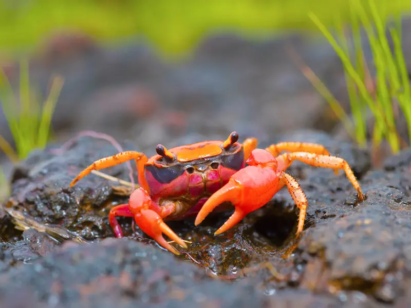 FreshWater Crabs Care