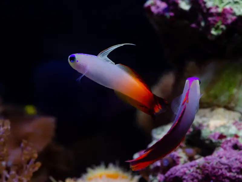 Purple Firefish Care Guide