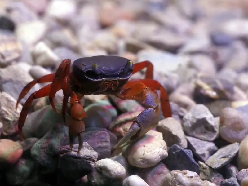FreshWater Crabs Care