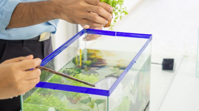 aquarium decoration diy