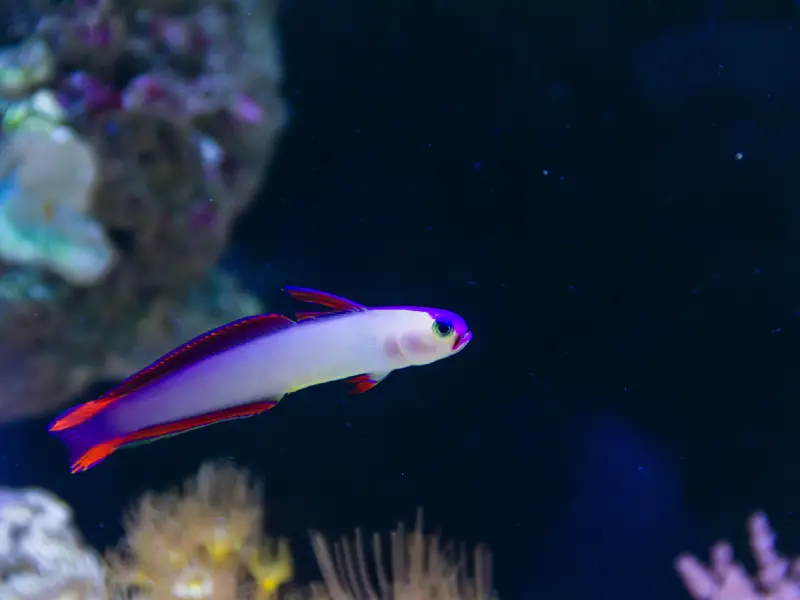 Purple Firefish Care Guide