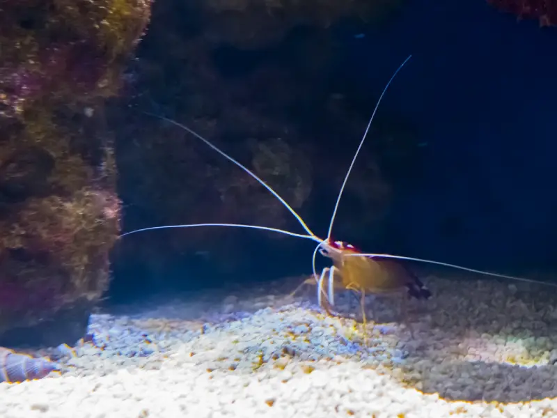 Whisker Shrimp Care