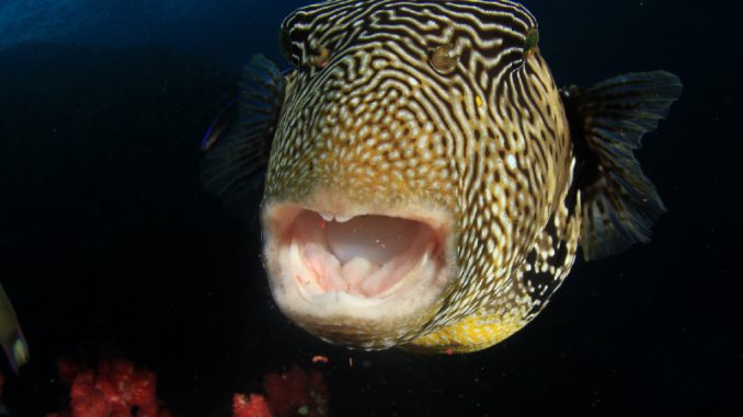 Red Eye Puffer Care red eye puffer