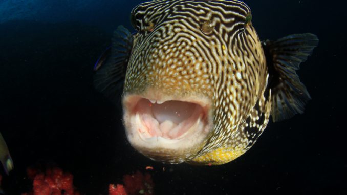 red eye puffer