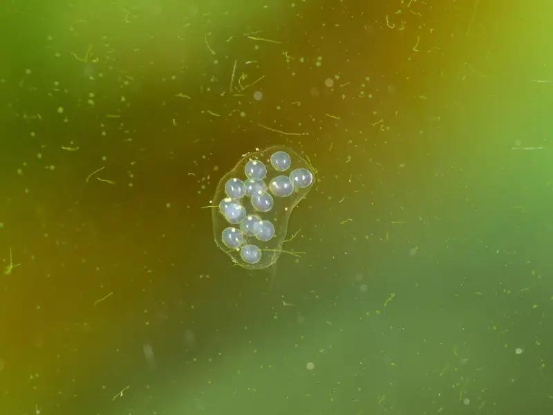 Aquarium Snail Eggs Care