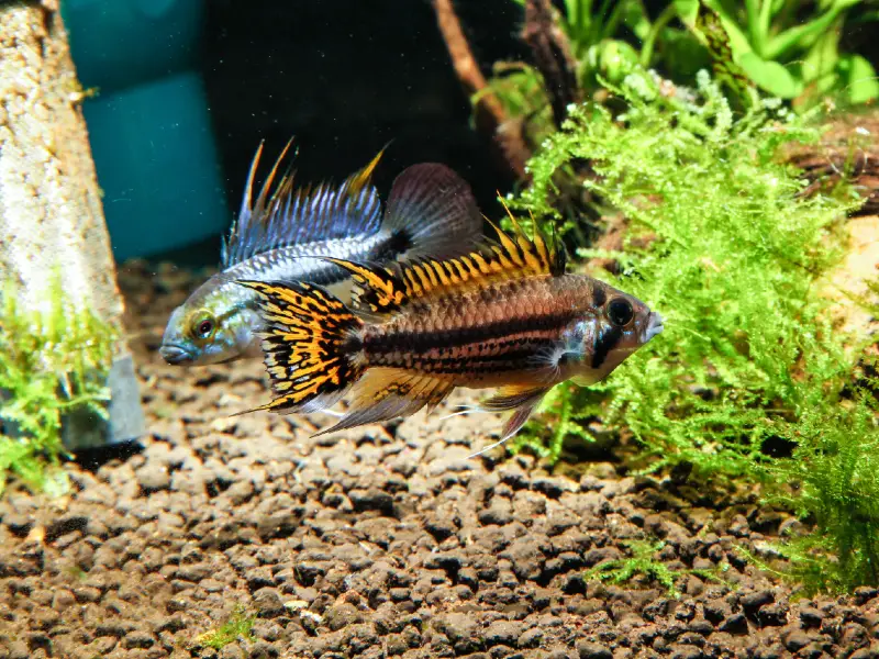 Cockatoo Cichlid Care