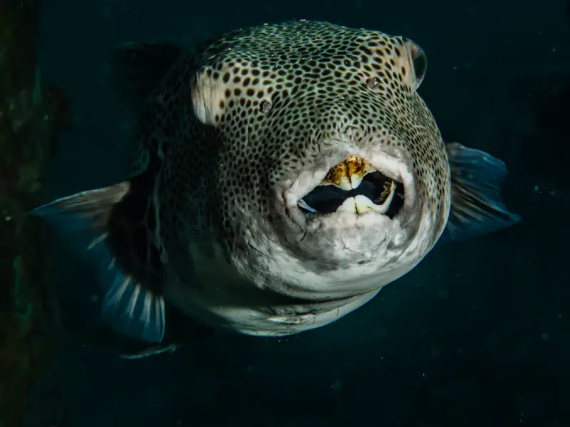 Red Eye Puffer Care