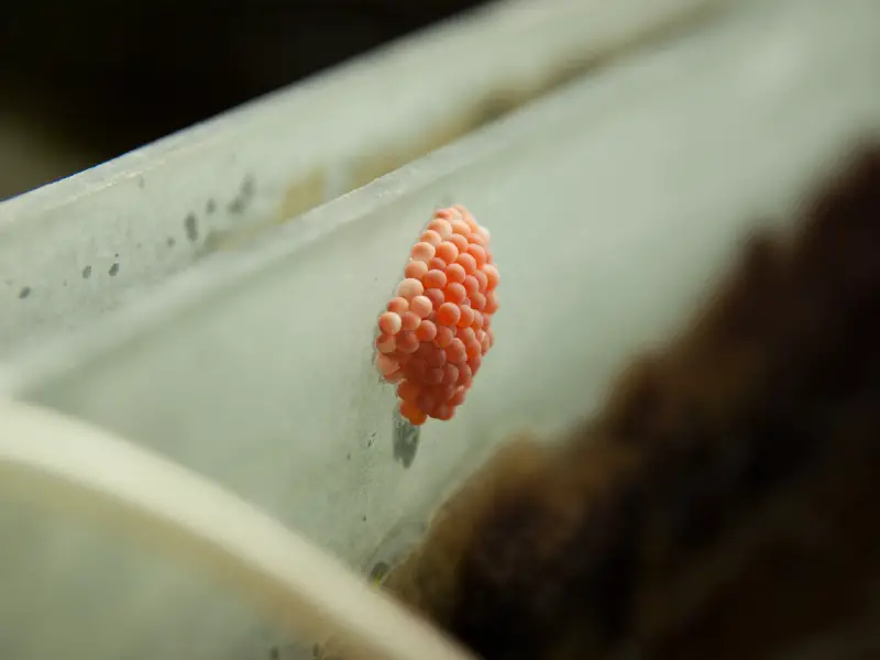 Aquarium Snail Eggs Care