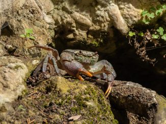 fresh water crabs