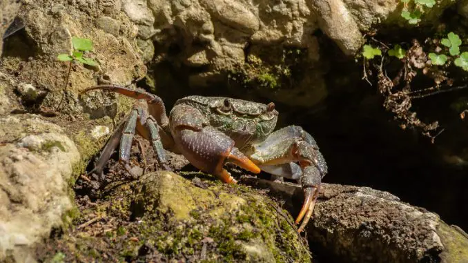 fresh water crabs