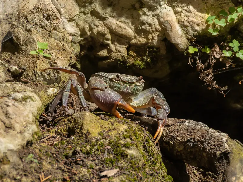 FreshWater Crabs Care