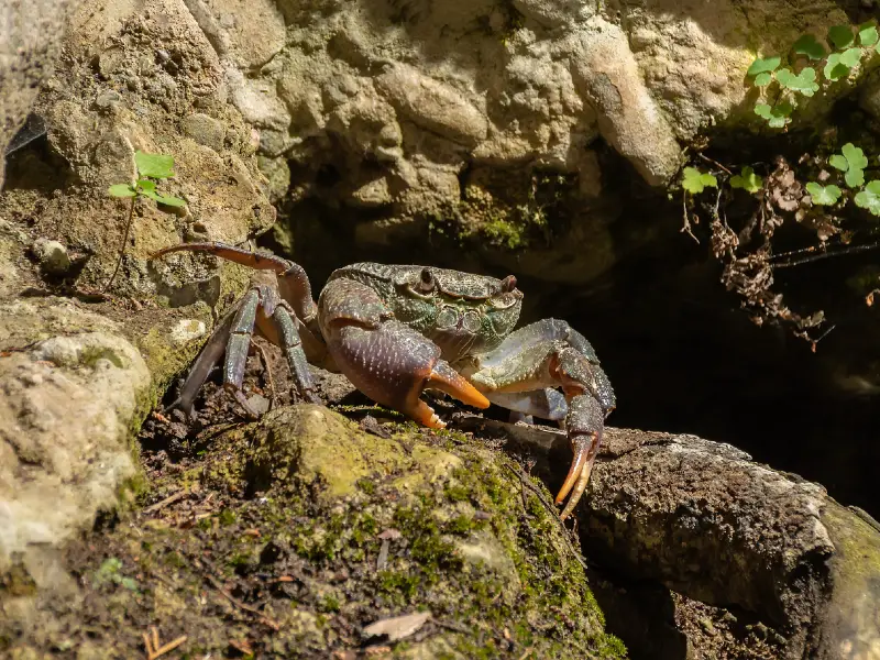 Freshwater crab tank best sale setup