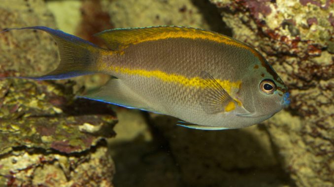 bellus angelfish