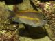 bellus angelfish