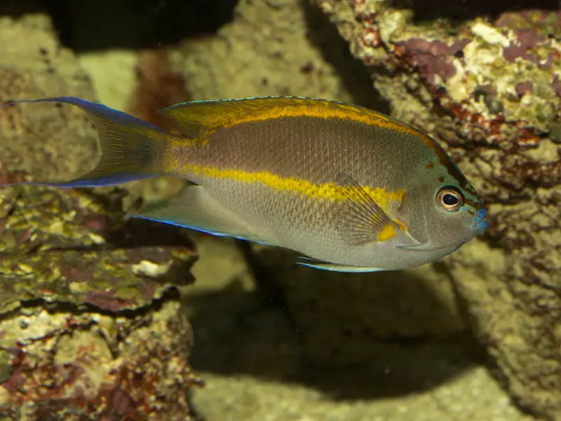 Bellus Angelfish Care Guide