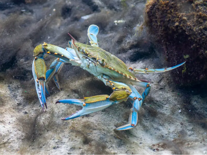 FreshWater Crabs Care