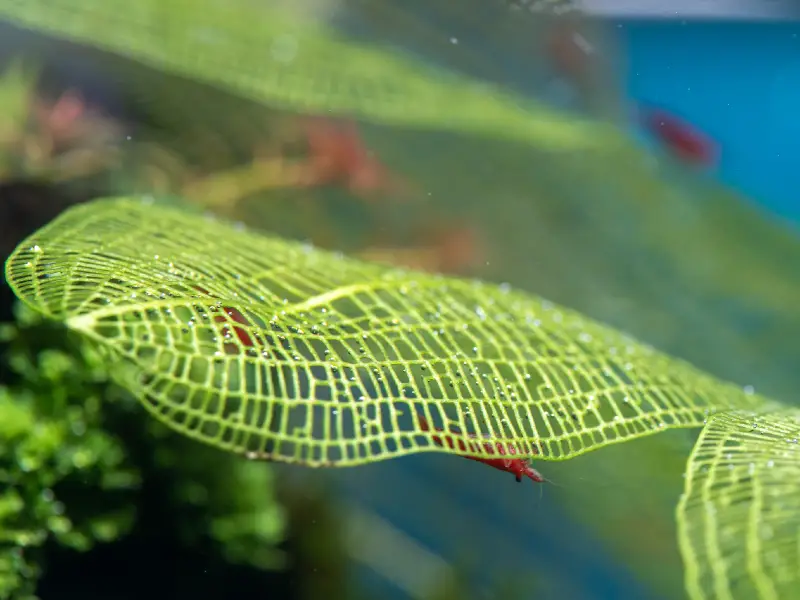 Madagascar Lace Plant Care