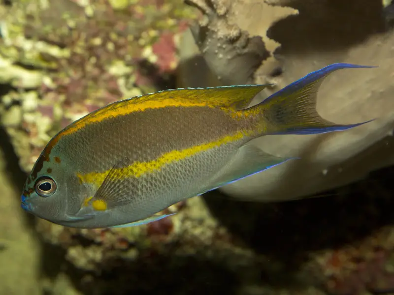 Bellus Angelfish Care Guide