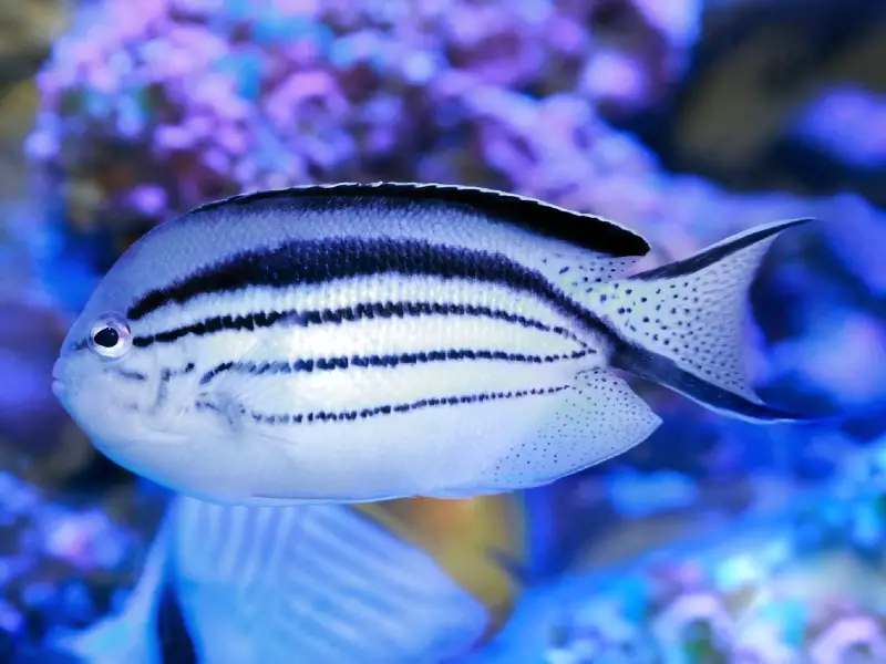 Bellus Angelfish Care Guide