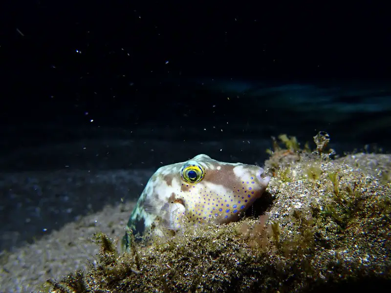 Red Eye Puffer Care