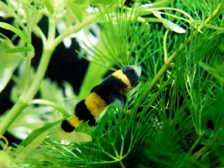 bumble bee goby