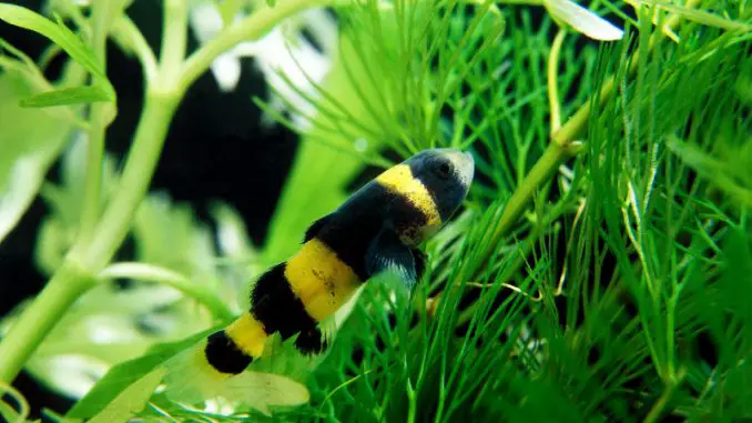 bumble bee goby