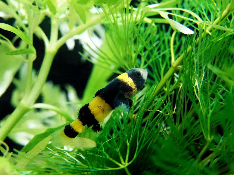 Bumblebee Goby Care