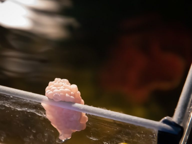 The Complete Guide to Aquarium Snail Eggs Care