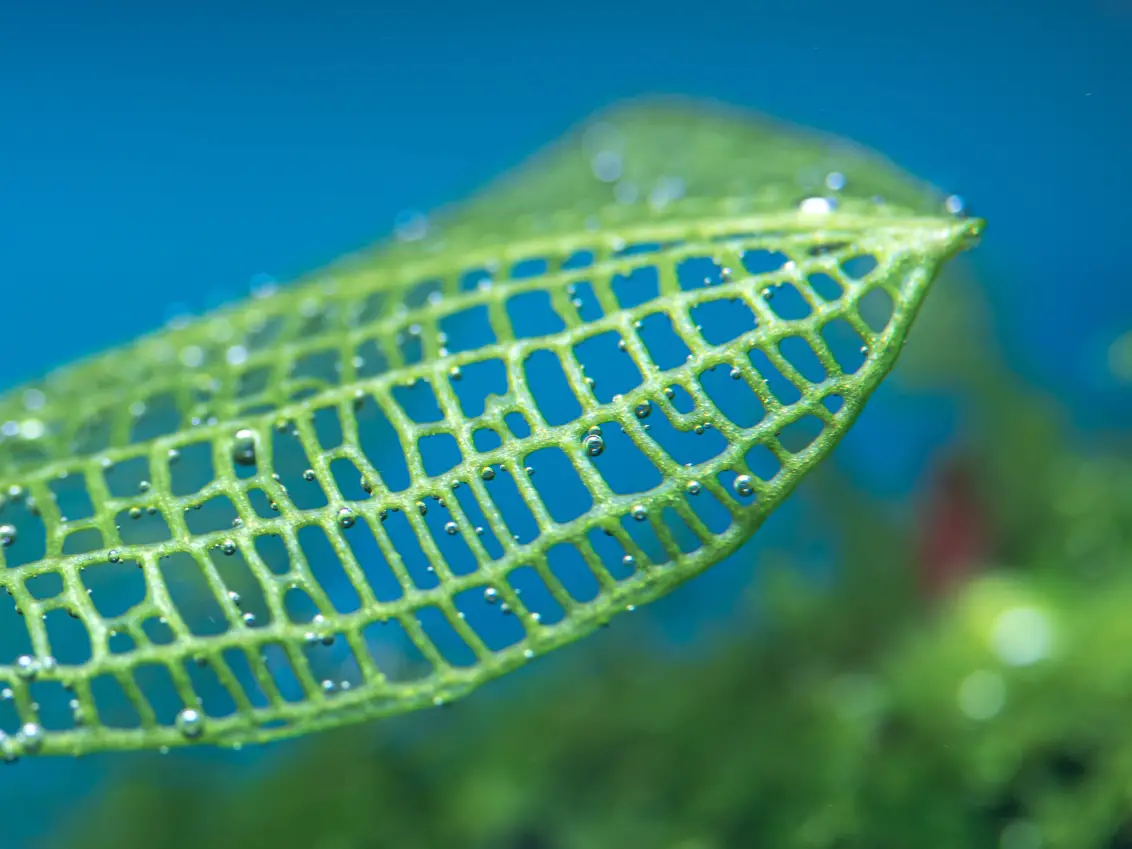 Madagascar Lace Plant Care