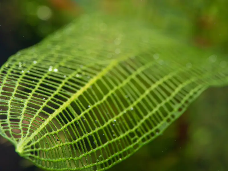 Madagascar Lace Plant Care