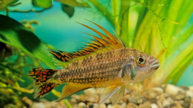 cockatoo cichlid