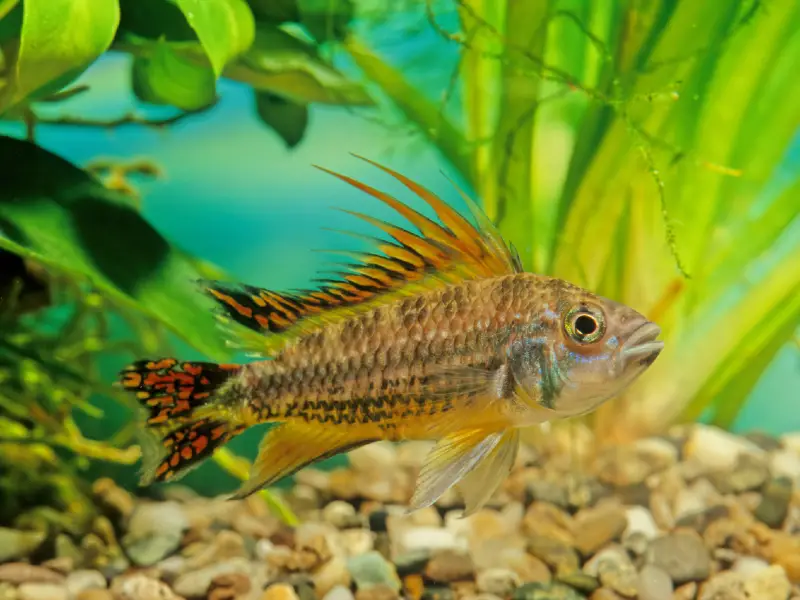 Cockatoo Cichlid Care