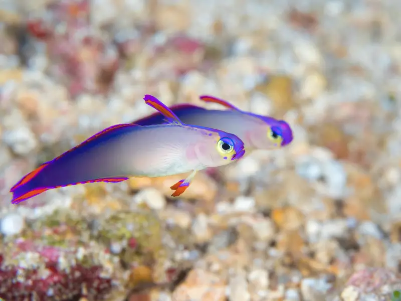 Purple Firefish Care Guide